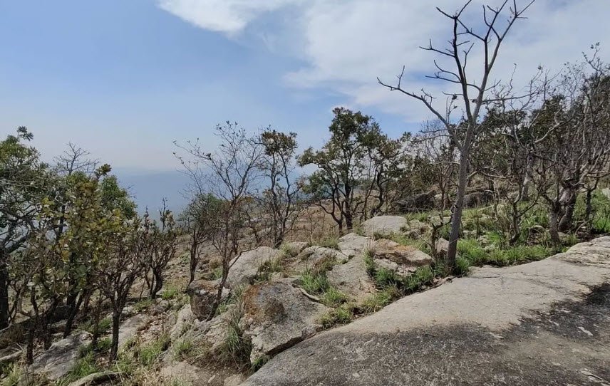 Kappatagudda Wildlife Sanctuary, Gadag, Karnataka - Vushii.com